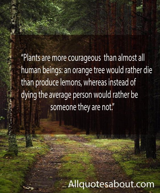 Inspiring be yourself quotes text over a forest path