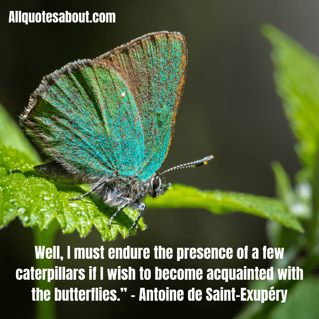 Butterfly Quotes