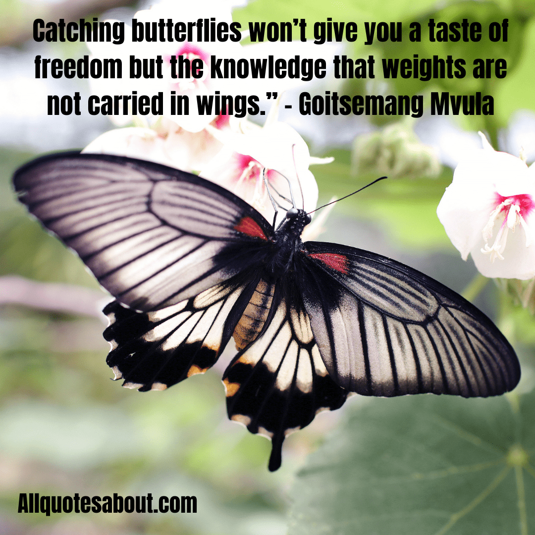 Butterfly Quotes