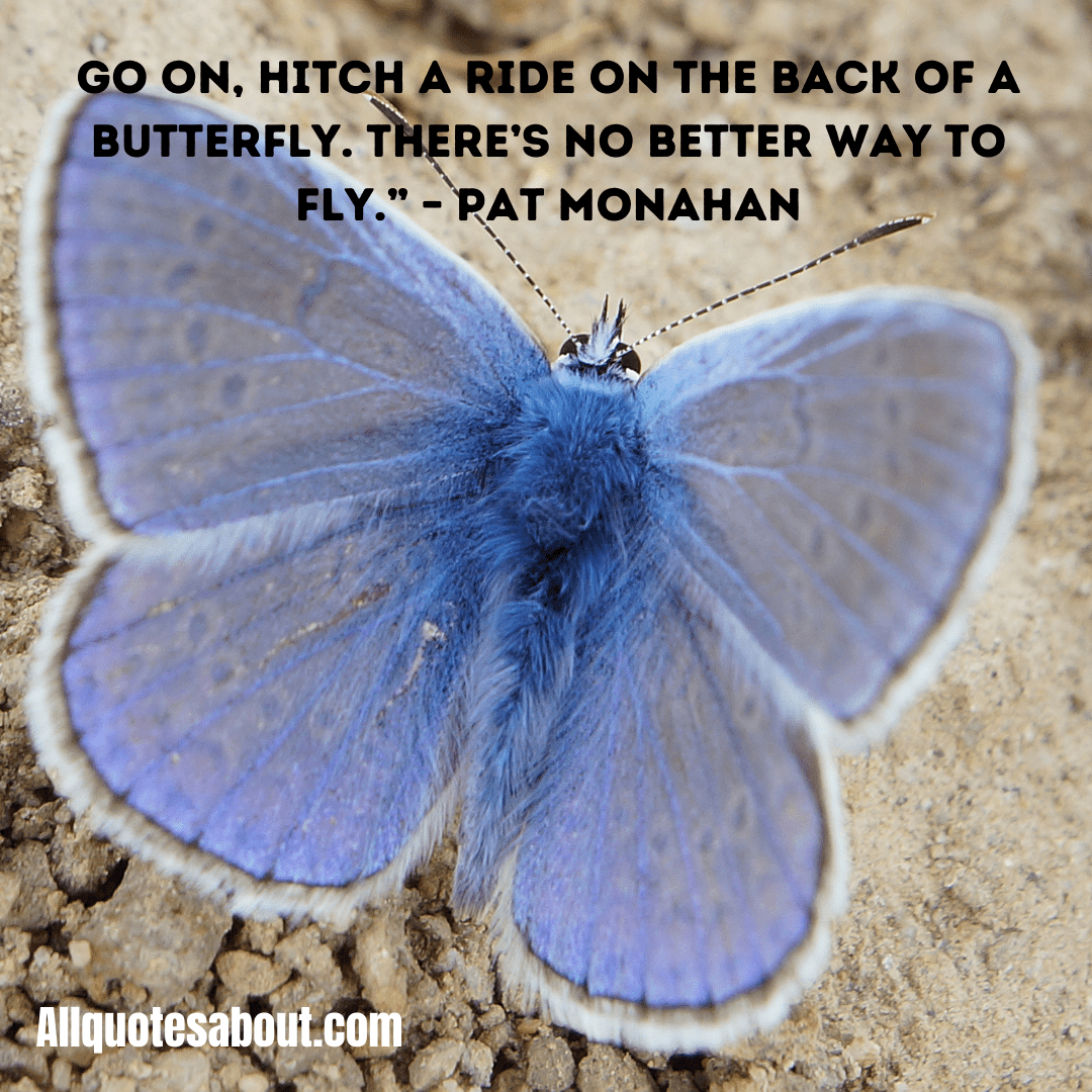 Butterfly Quotes