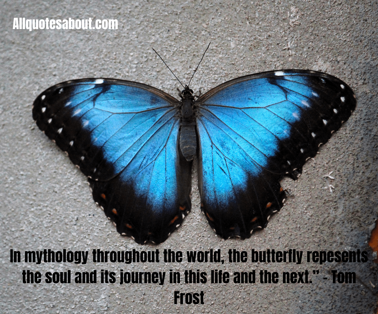 Butterfly Quotes