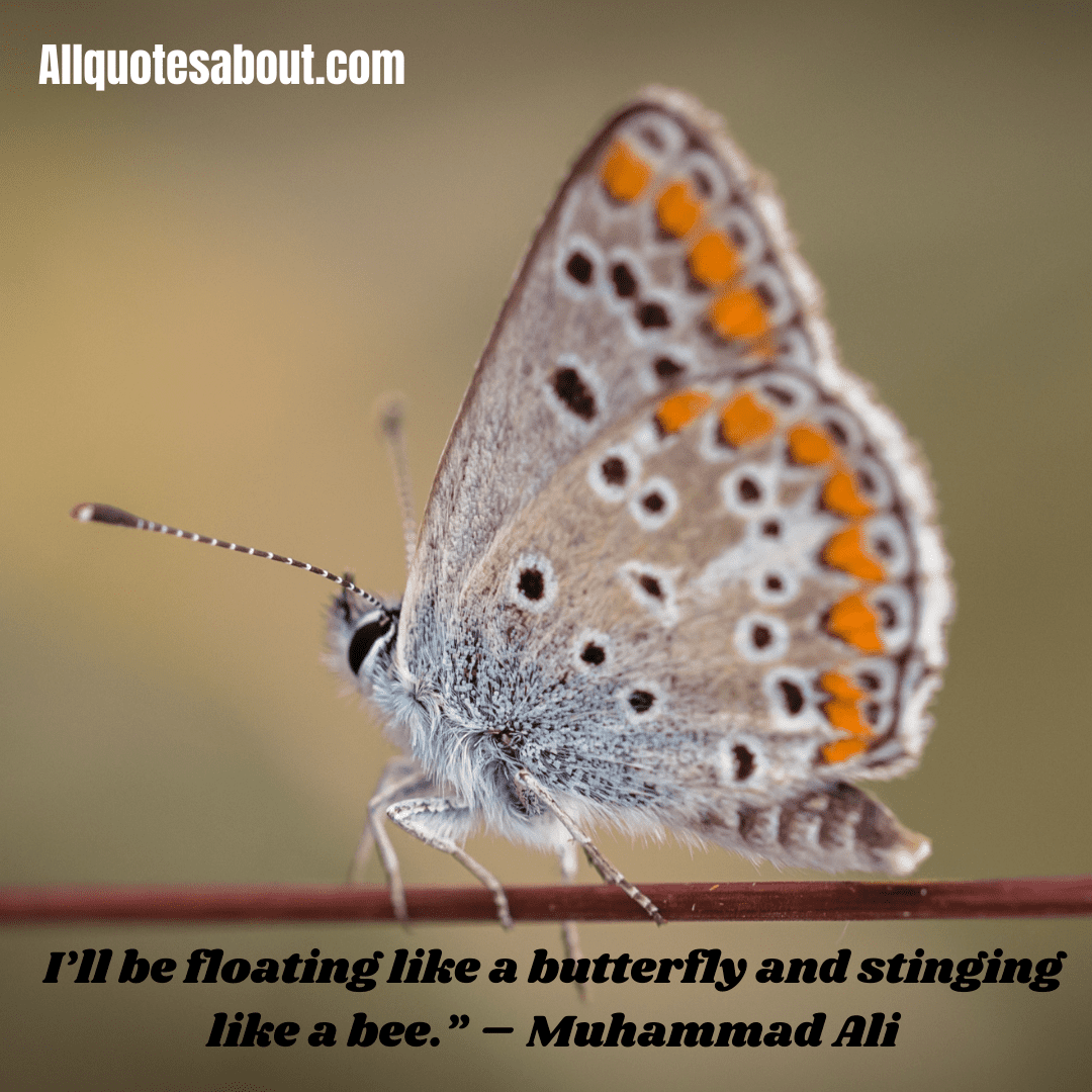 Butterfly Quotes