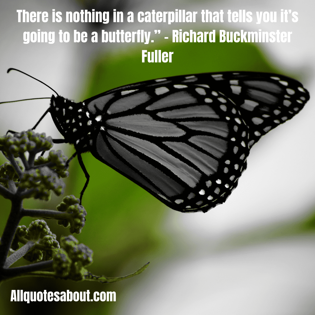 Butterfly Quotes