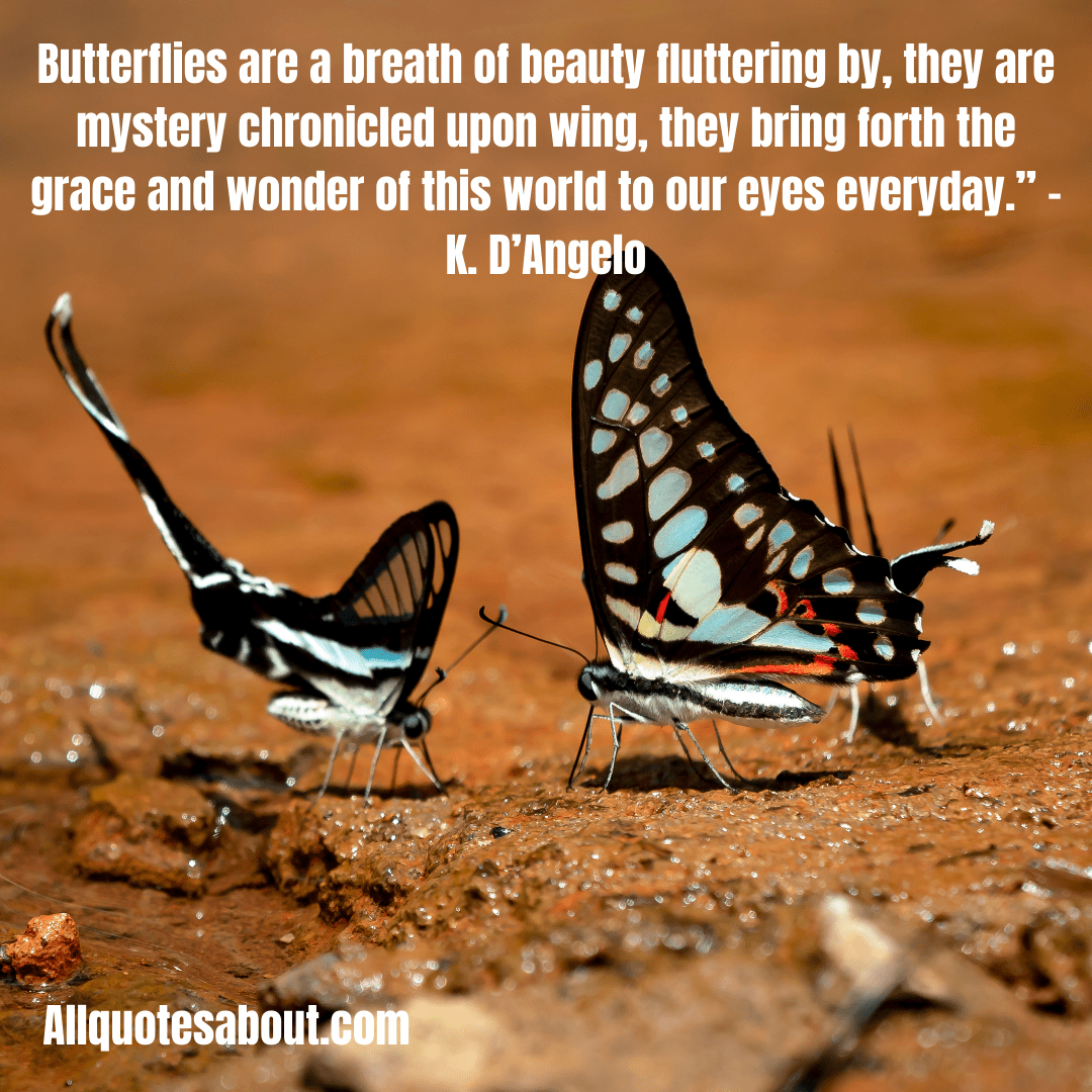 Butterfly Quotes