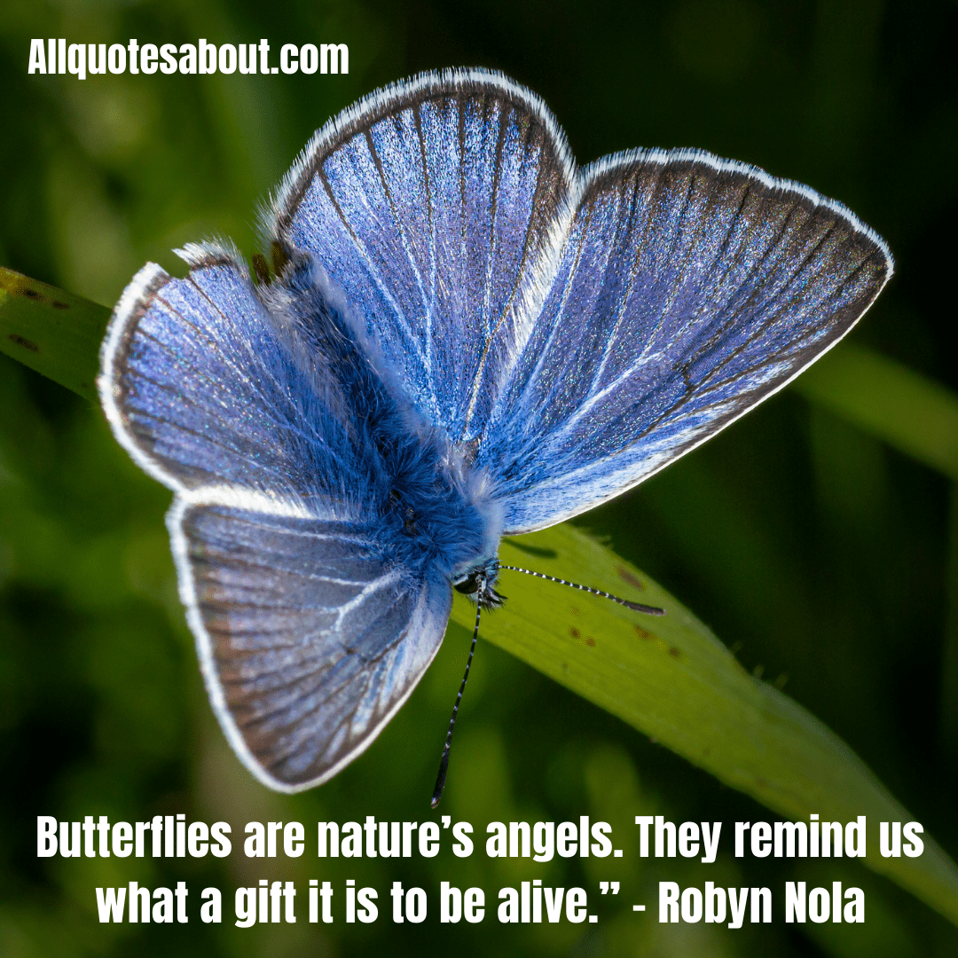 Butterfly Quotes