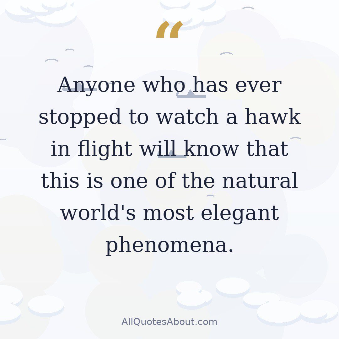 Anyone who has ever stopped to watch a hawk in flight will know that this is one of the natural world's most elegant phenomena. quote card