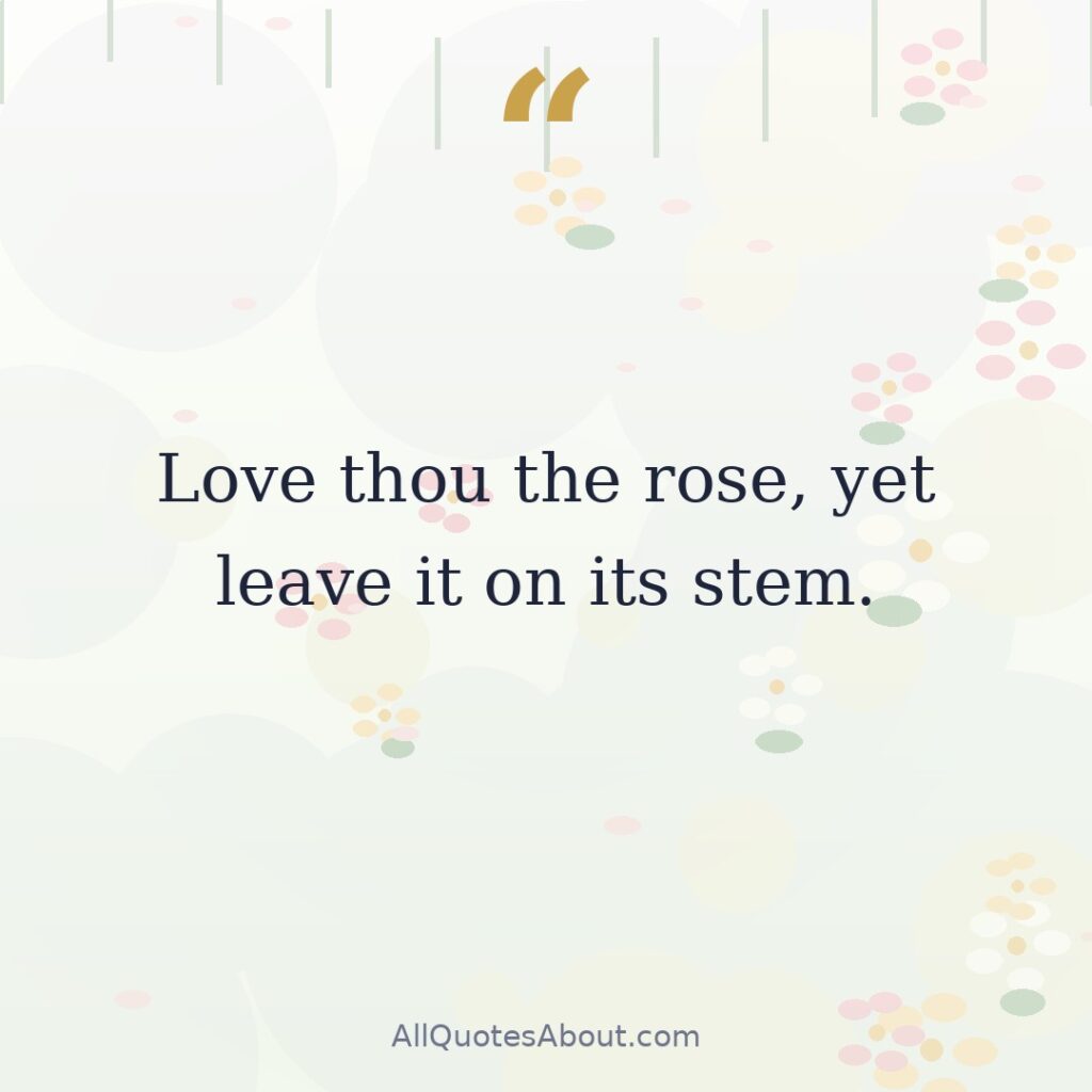 Love thou the rose, yet leave it on its stem. quote card
