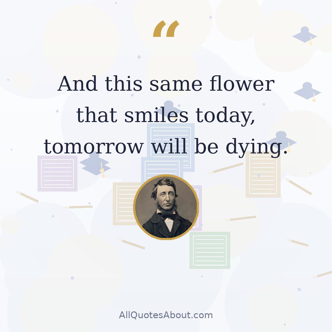 And this same flower that smiles today, tomorrow will be dying. quote card
