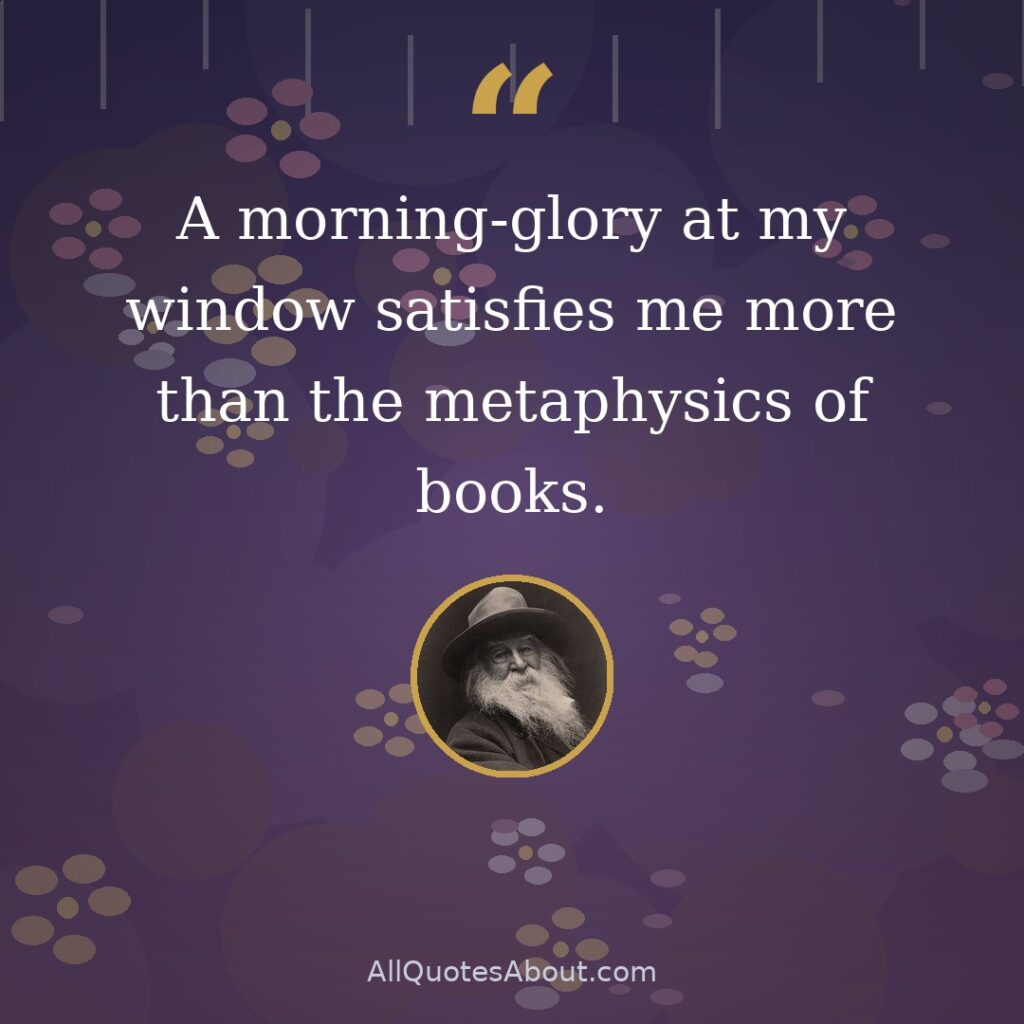 A morning-glory at my window satisfies me more than the metaphysics of books. quote card