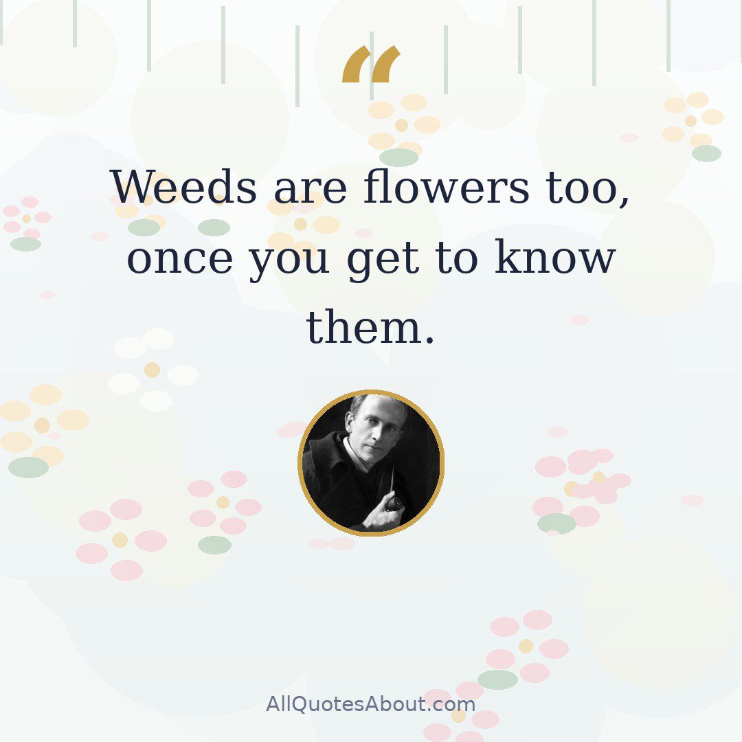 Weeds are flowers too, once you get to know them. quote card