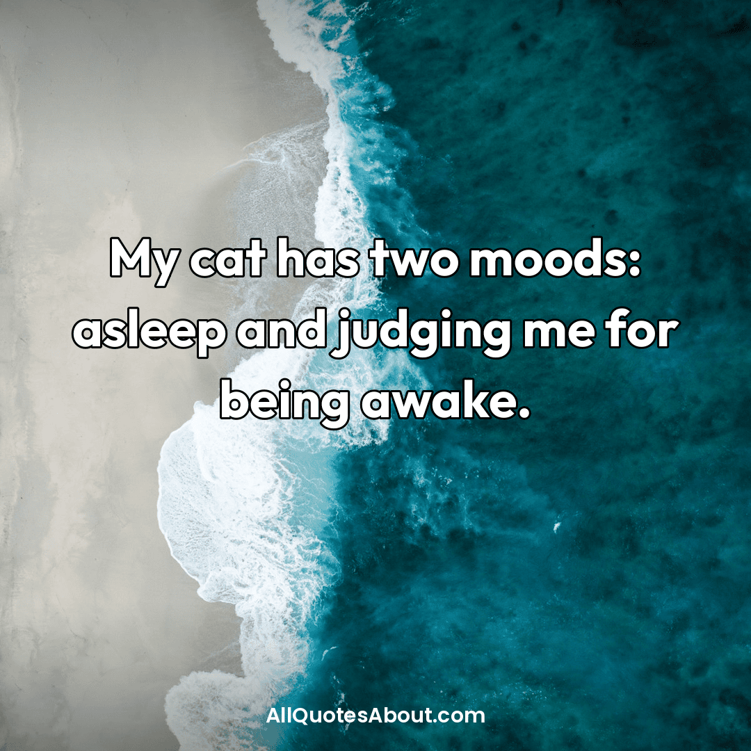 funny cat quotes