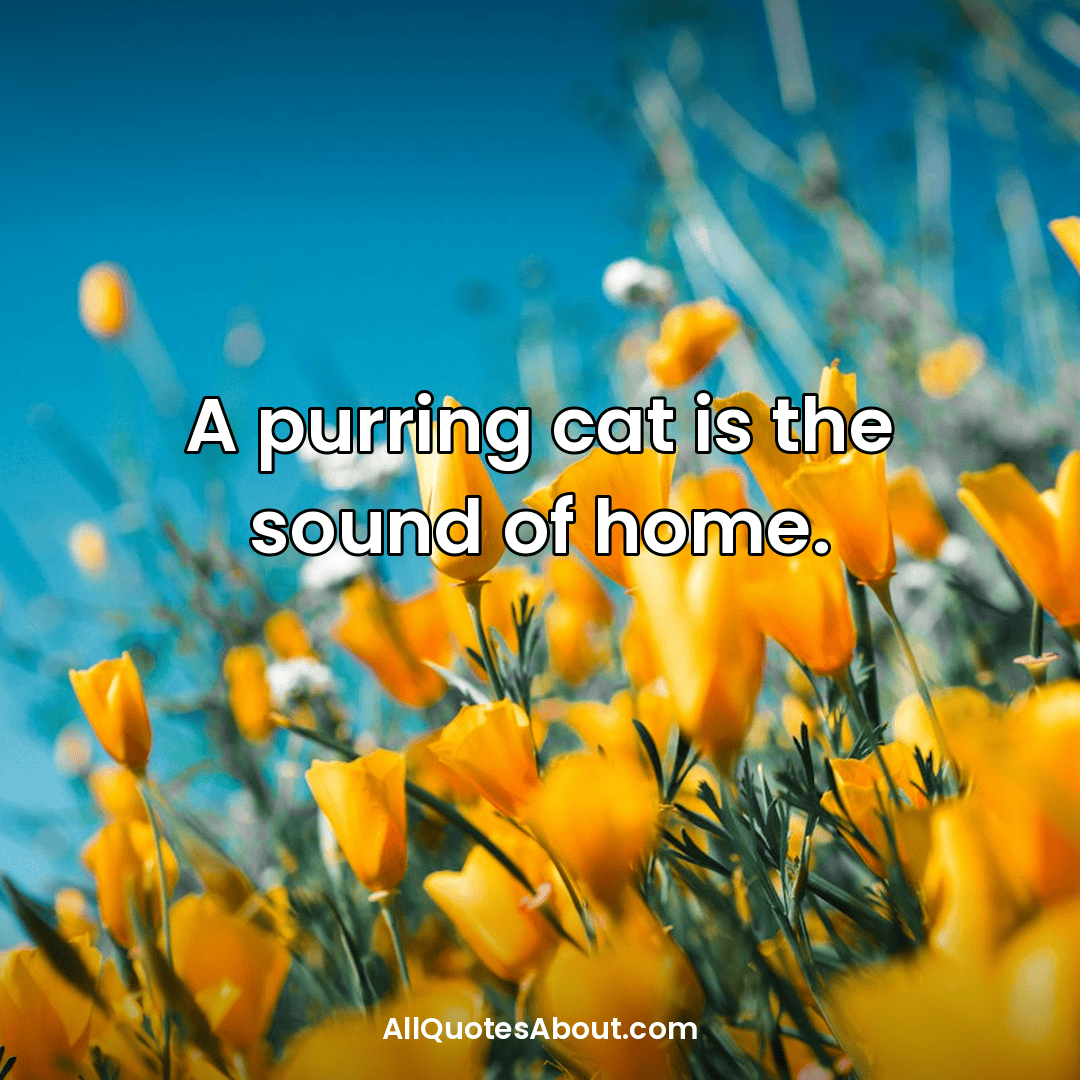 cute cat quotes