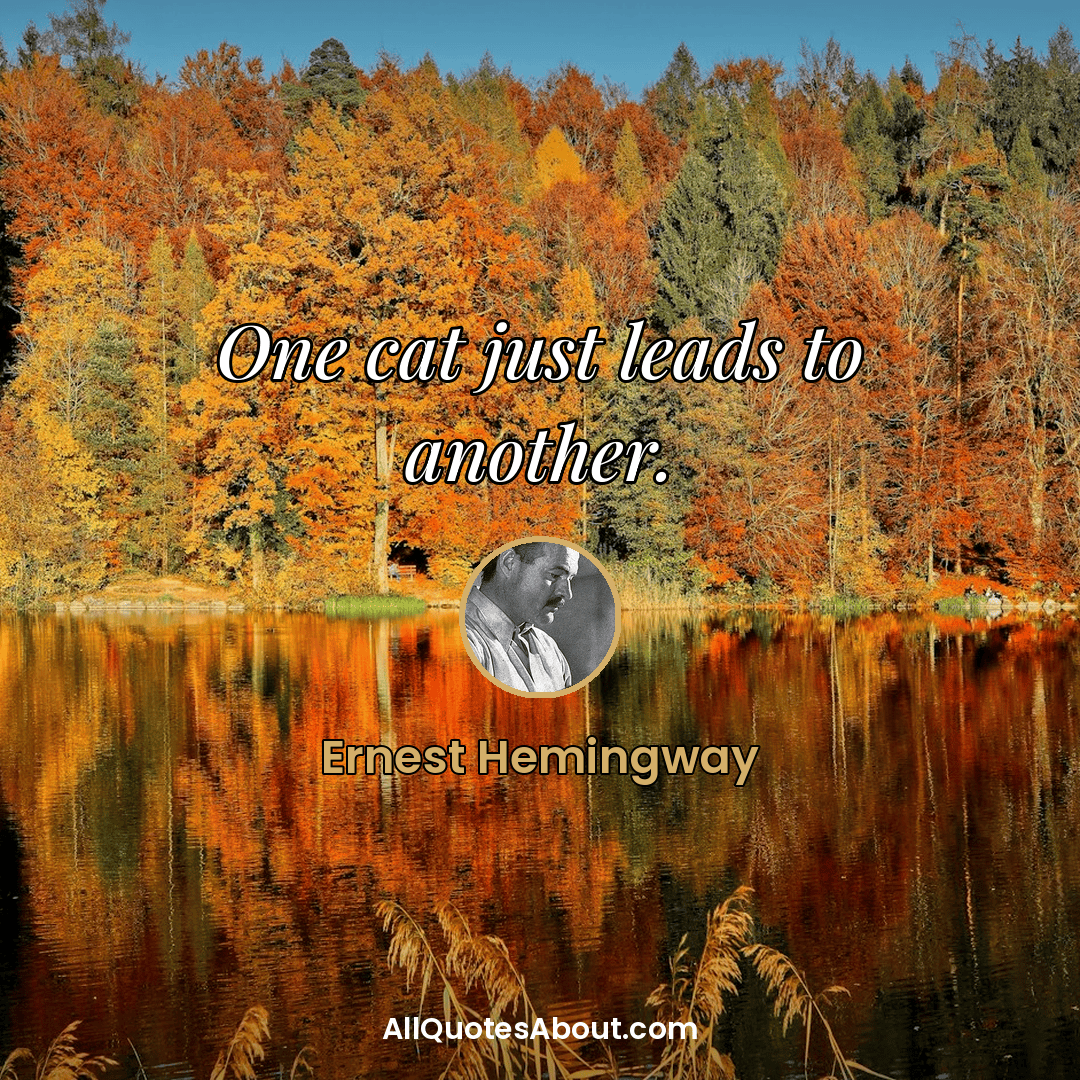 cat quotes