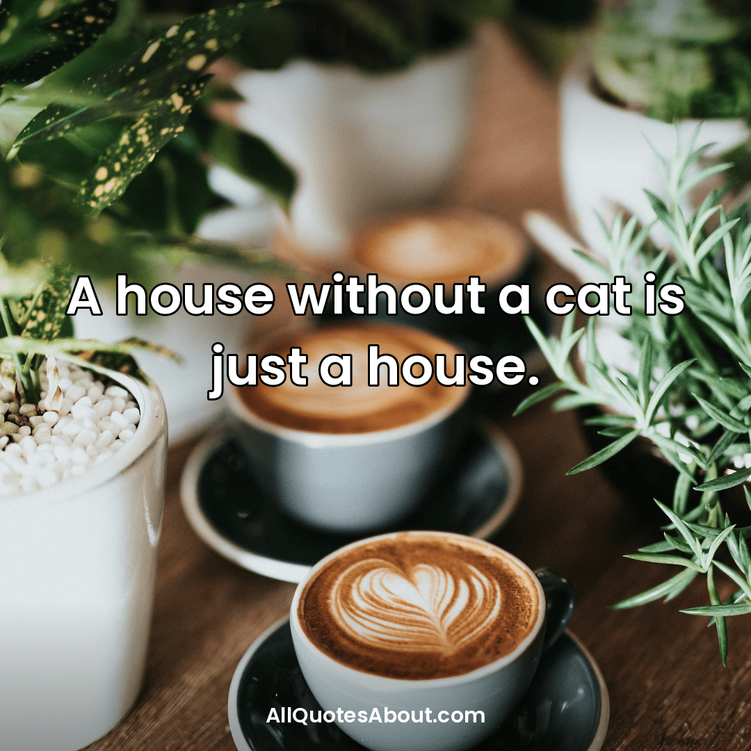 cute cat quotes