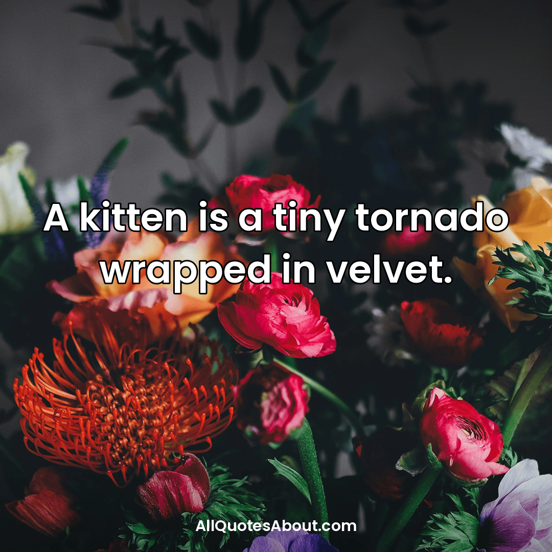 cute cat quotes