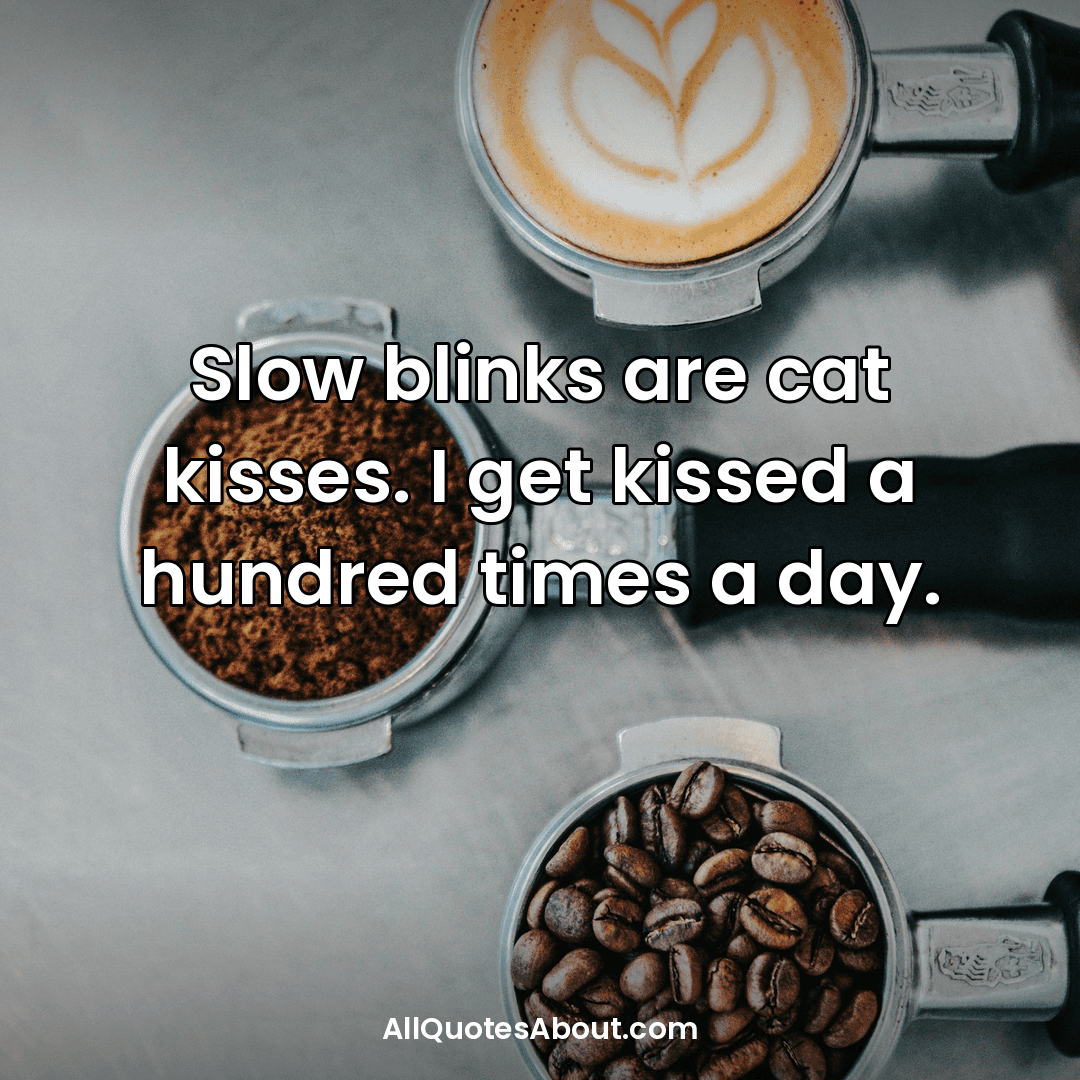 cute cat quotes