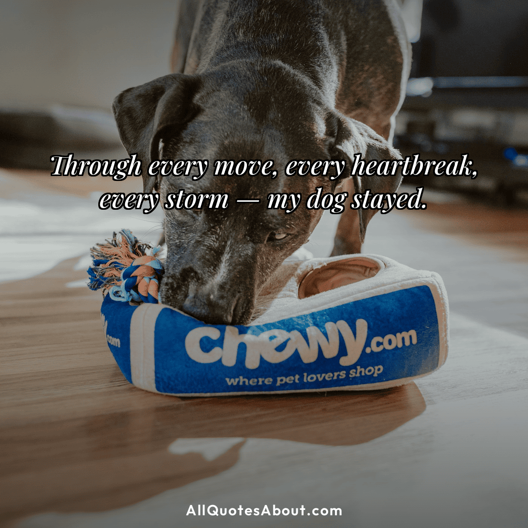 dog loyalty quotes