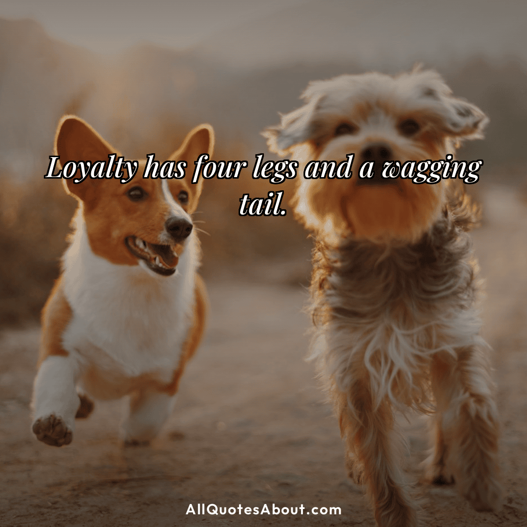 loyal dog quotes