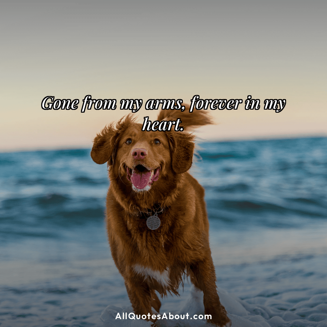 dog loss quotes