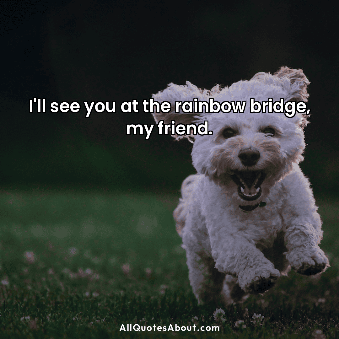 rainbow bridge quotes
