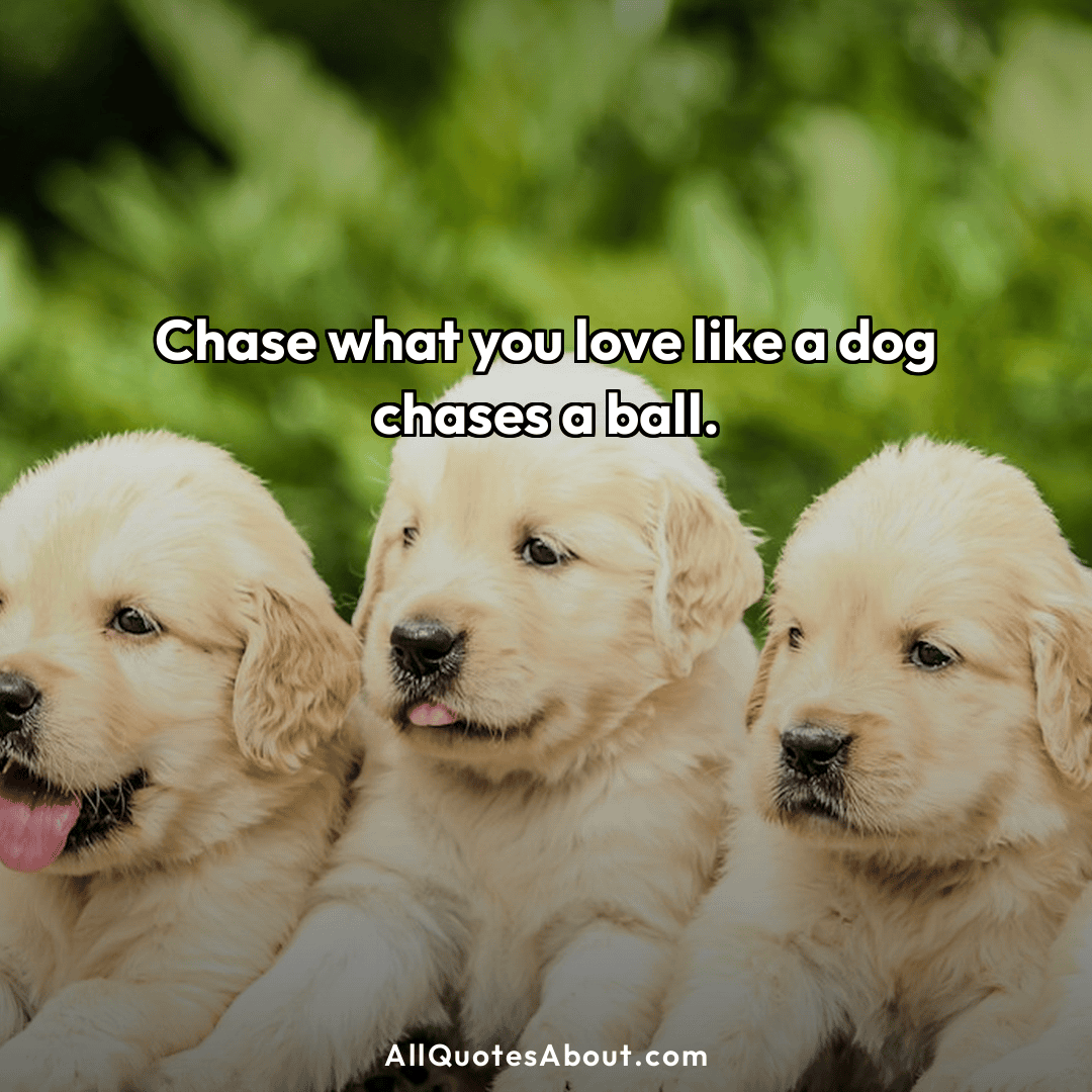 dog quotes about life
