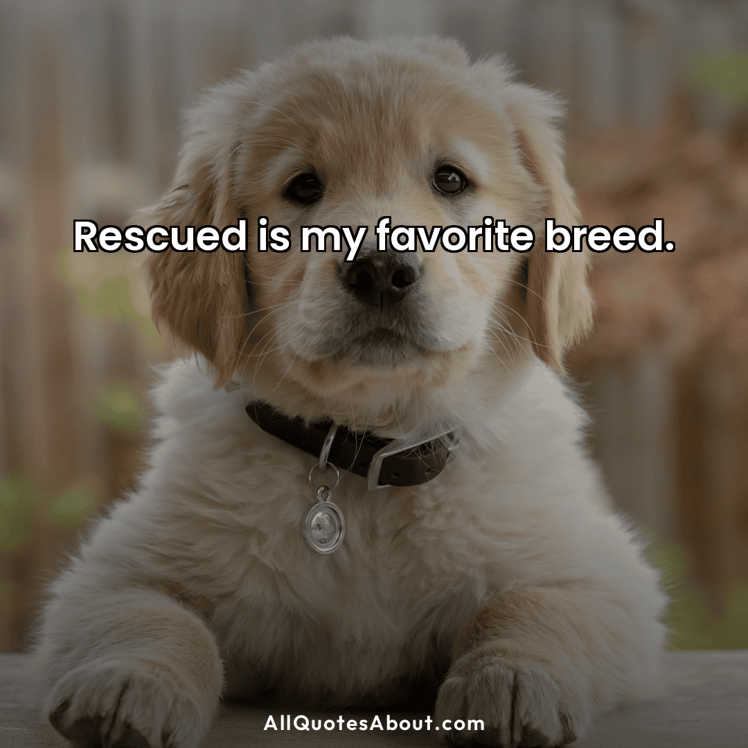 rescue dog quotes